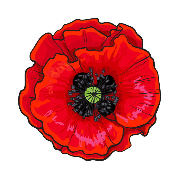 开放的洋甘菊花俯视图素描风格图片下载