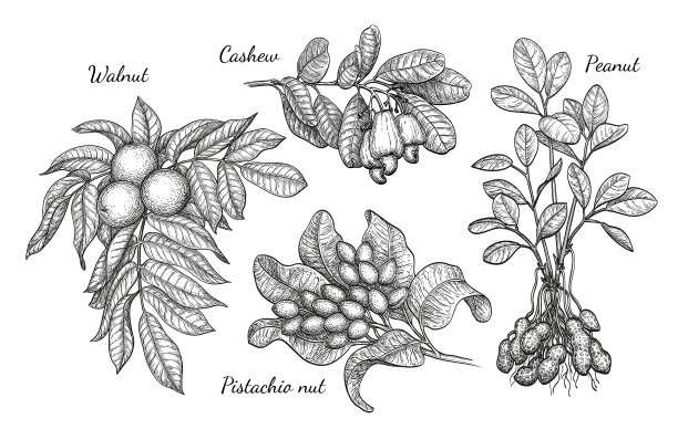 核桃、腰果、开心果和花生图片下载