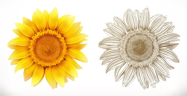 向日葵3d现实主义和雕刻风格图片下载