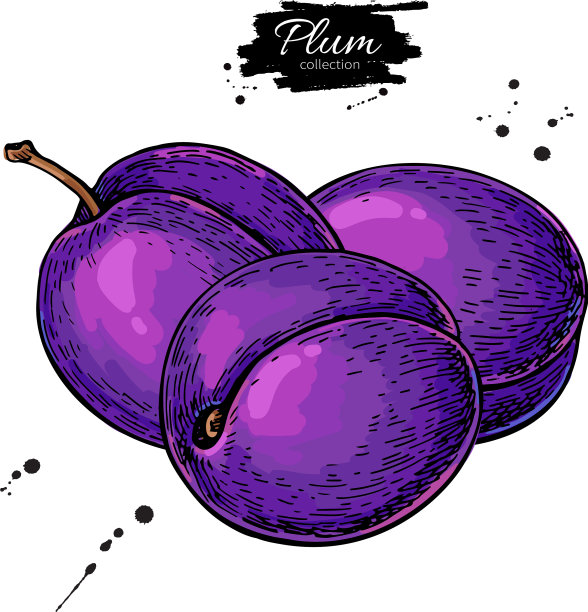 梅花画手绘孤立的水果图片下载