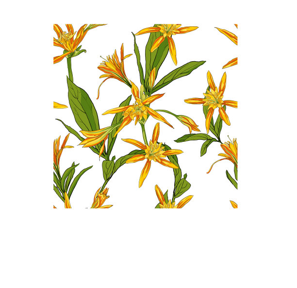 手绘花百合在白色的背景图片下载