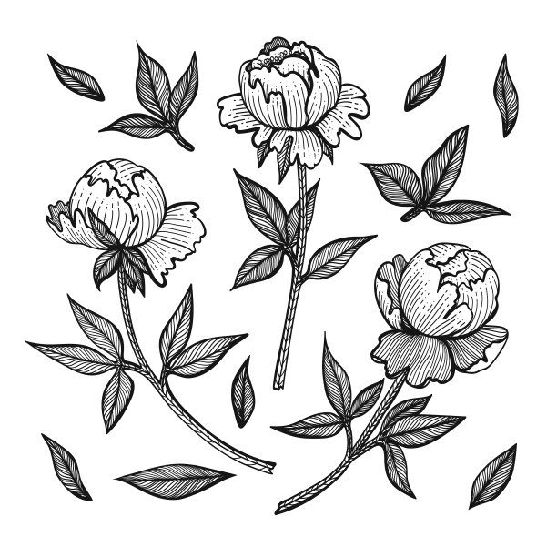 花卉集牡丹花蕾收集图片下载