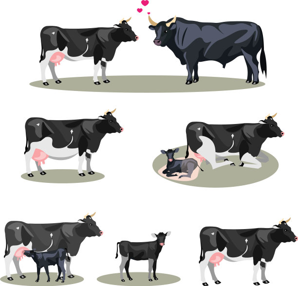 包括出生在内的所有阶段的牛的生命图片下载