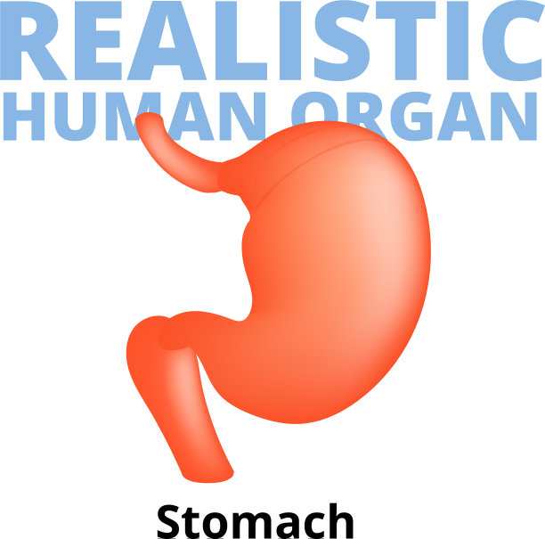 真实的人的胃孤立在白色图片下载