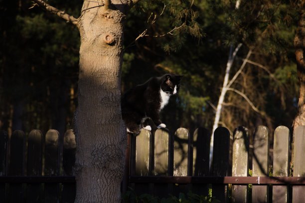 黑白猫图片下载