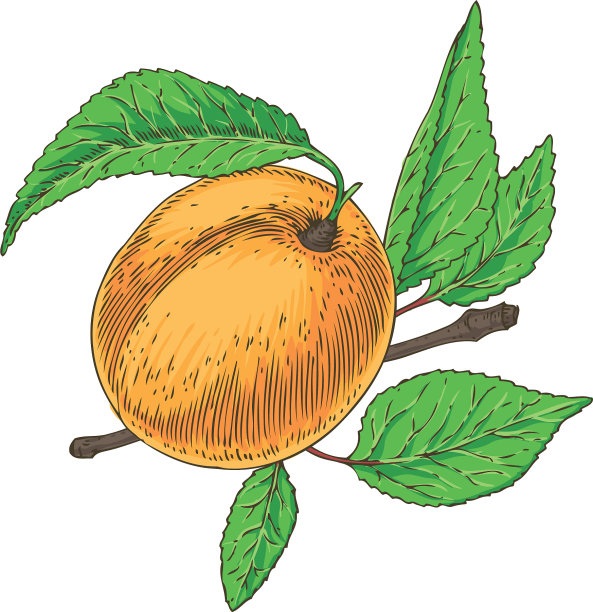 成熟的杏，绿叶绿枝图片下载