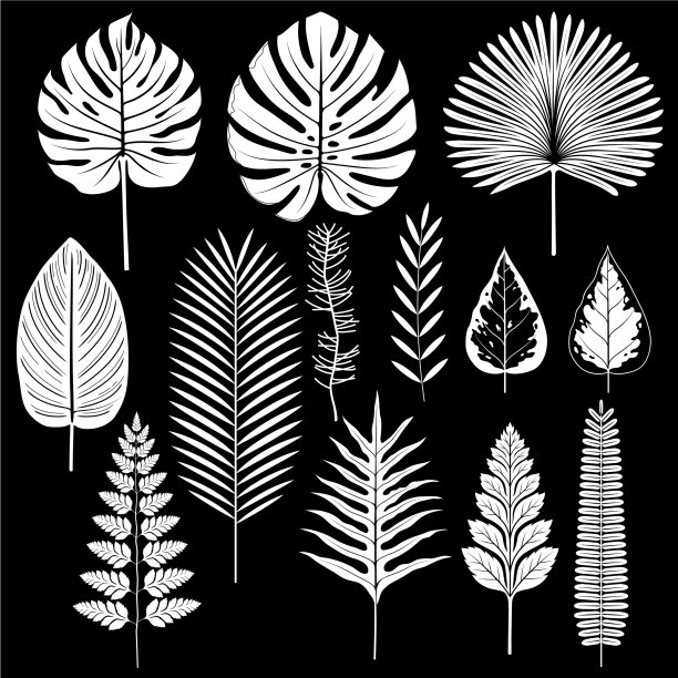 热带叶片剪影图片下载