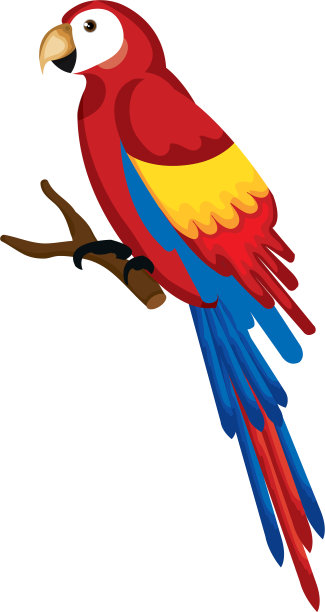 热带鸟中奇异的鹦鹉图片下载