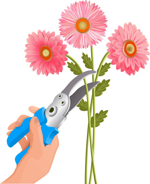 剪刀在手工剪花图片下载