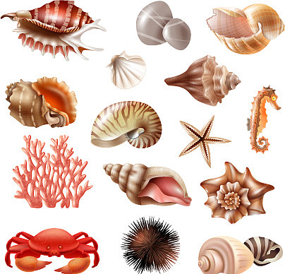 海贝现实的设置图片下载