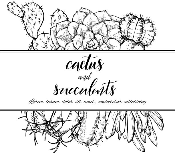 仙人掌多肉植物线形素描图片下载