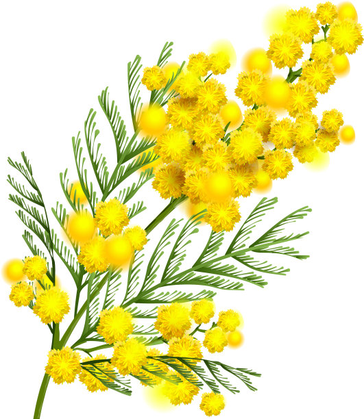 黄色的含羞草花枝象征春天图片下载