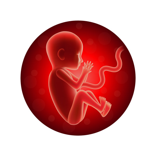 圆圈内的胎儿孤立在白色上图片下载