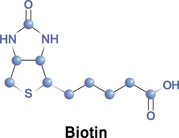 生物素是一种维生素B7图片下载