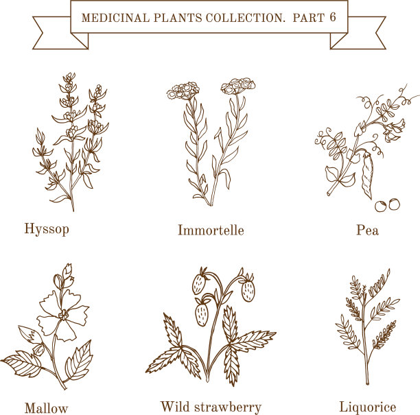 古董收集的手绘草药和图片下载