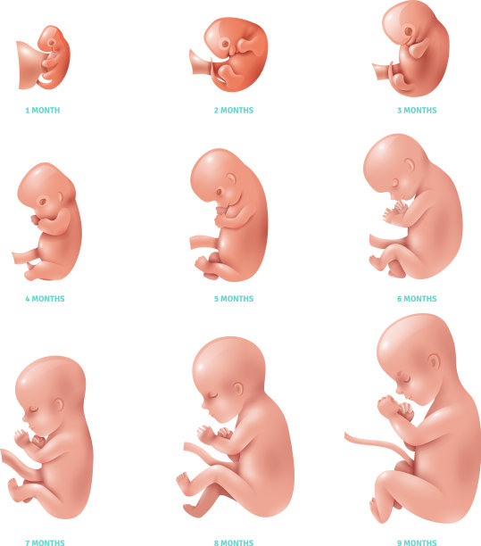 人类胎儿内的图标设置图片下载