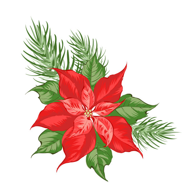 红色一品红花的成分孤立图片下载