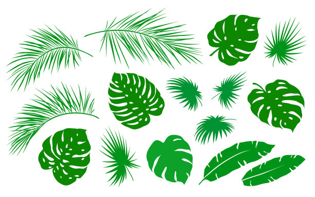 热带集绿棕叶枝图片下载