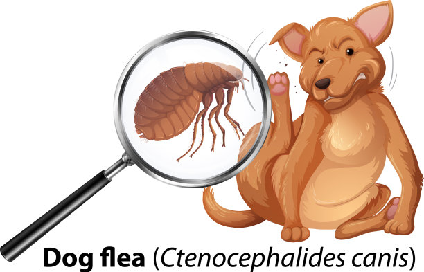 放大了跳蚤的狗图片下载