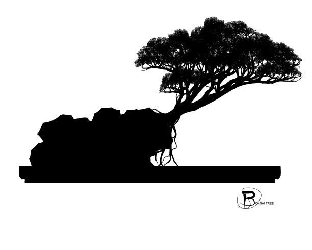 盆景树图片下载