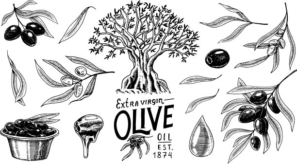 集橄榄油和有机树枝于一体图片下载