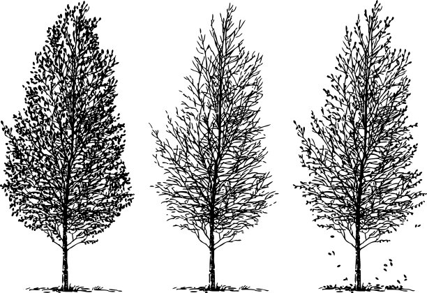 不同季节桦树的剪影图片下载