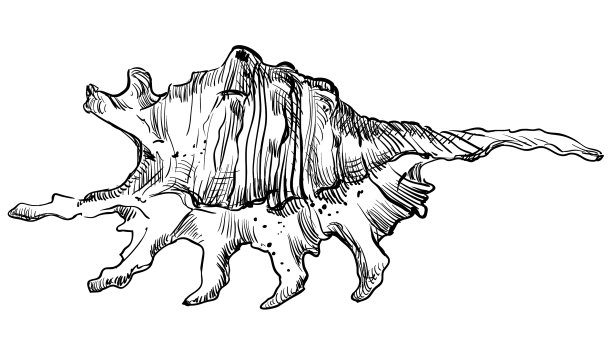 手绘seashell-5图片下载