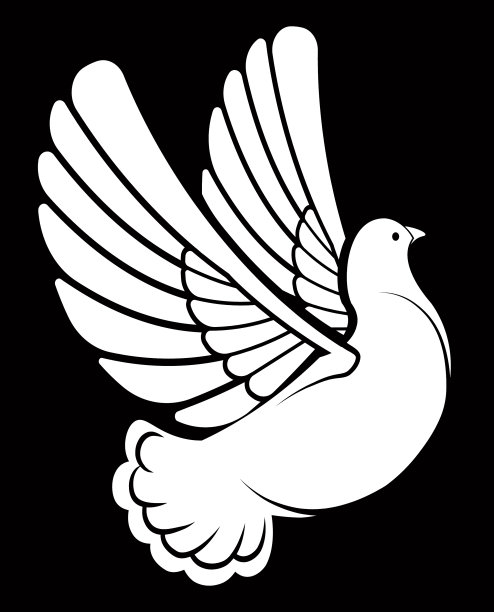 鸽子或白鸽图片下载