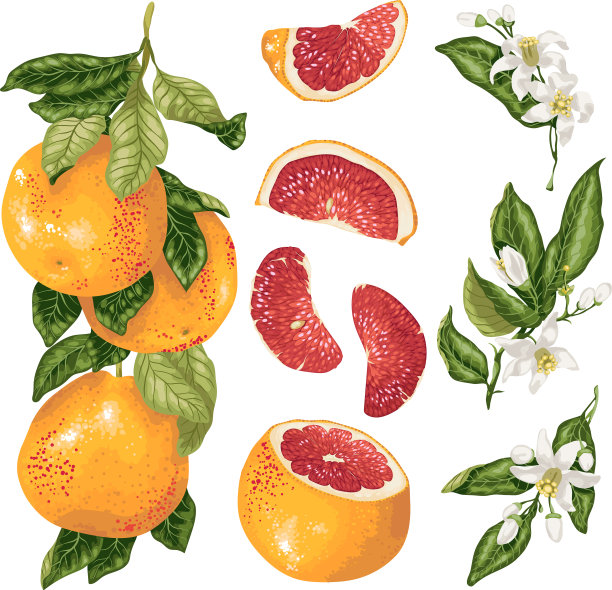 Cirtus开始与柚子植物图片下载