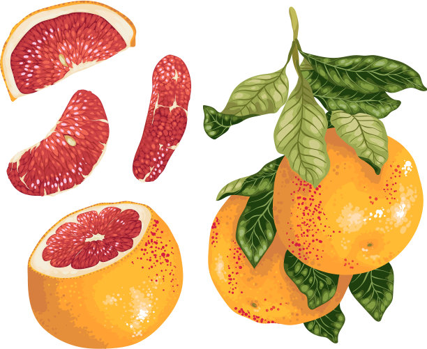 葡萄柚，枝头结满果实图片下载