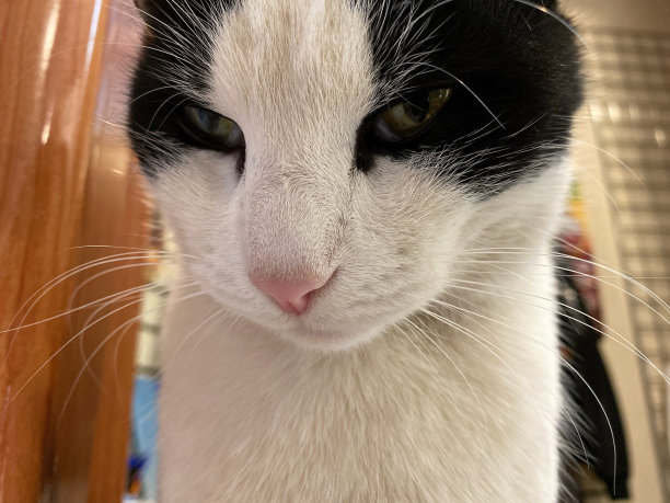 白色混黑色的猫坐着，用凶猛的目光寻找着什么图片下载