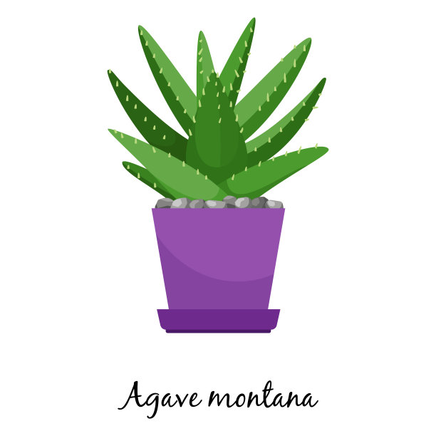 盆中龙舌兰仙人掌图片下载