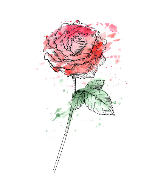 花红玫瑰手绘图片下载