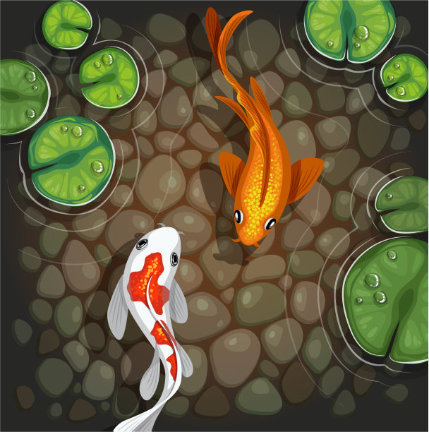 鲤鱼水下俯视图图片下载