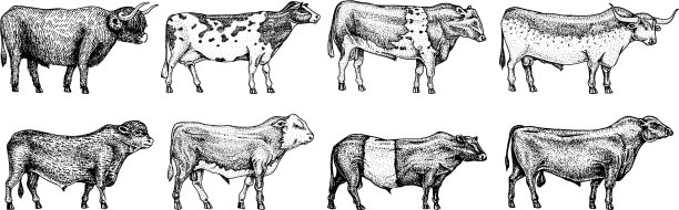 农场的牛和牛有不同的品种图片下载