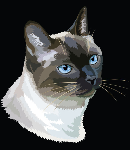 彩色的泰国猫图片下载