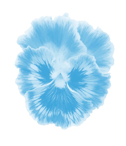 三色花图片下载