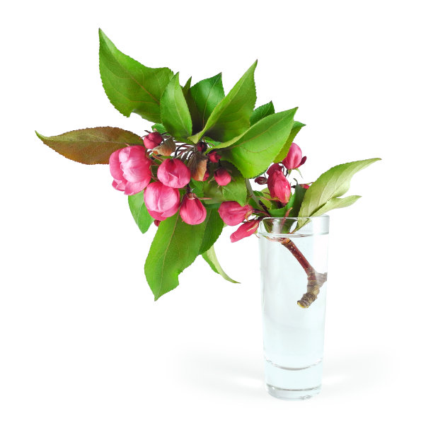 开花观赏苹果树的小枝，粉红色的花和花蕾，在玻璃中，隔水图片下载