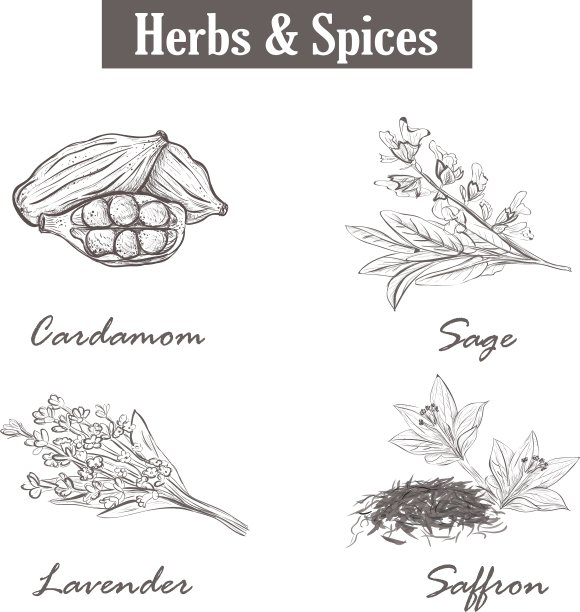 草药和香料，藏红花，鼠尾草，薰衣草，小豆蔻图片下载