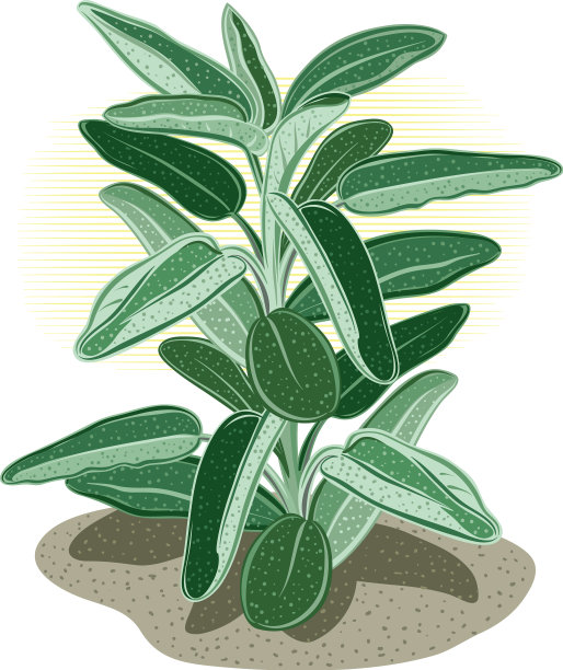 白底枝上的鼠尾草图片下载