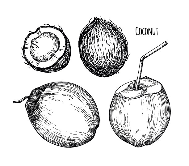 青嫩椰子的水墨素描图片下载