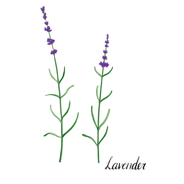 植物的薰衣草图片下载