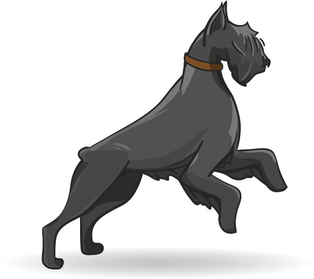 大黑狗品种瑞泽雪纳瑞图片下载