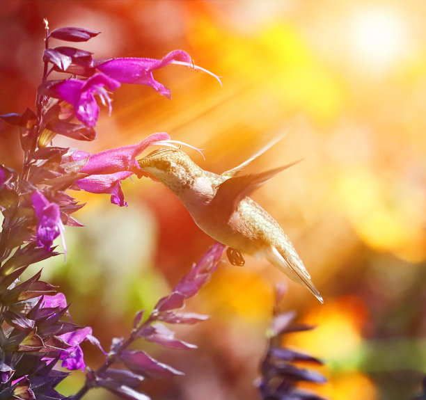 红喉蜂鸟在花园阳光下的高调照片图片下载