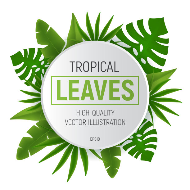 热带叶圆形框架与绿色的棕榈树叶。矢量插图孤立在白色背景图片下载