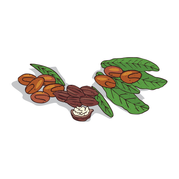 孤立的剪切牛油果树图片下载