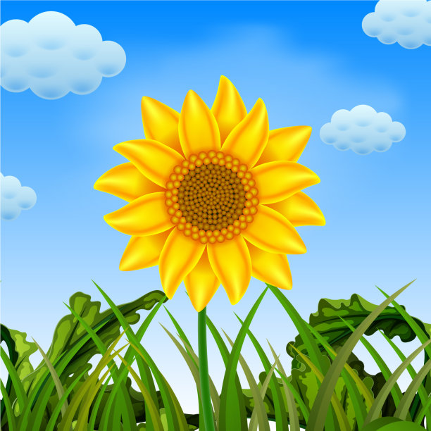美丽的景色和大向日葵图片下载