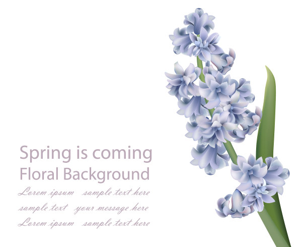 白色背景上的薰衣草花束图片下载