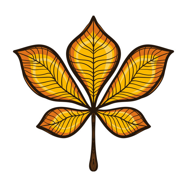 秋天栗子树的黄叶孤立在白色图片下载