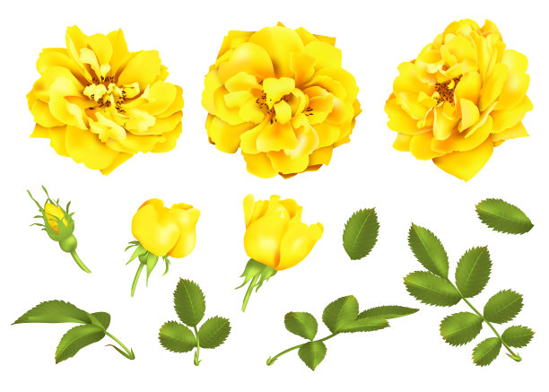 逼真的黄色玫瑰设置3d玫瑰图片下载